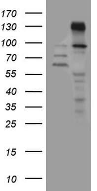 ZNF217 Antibody (aa730-1048, clone OTI2B4, Carrier-free)