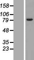 FAM161B Protein (Over-Expression Lysate Myc-DDK (Flag))