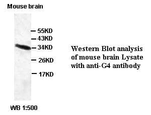 C6orf47 / G4 Antibody