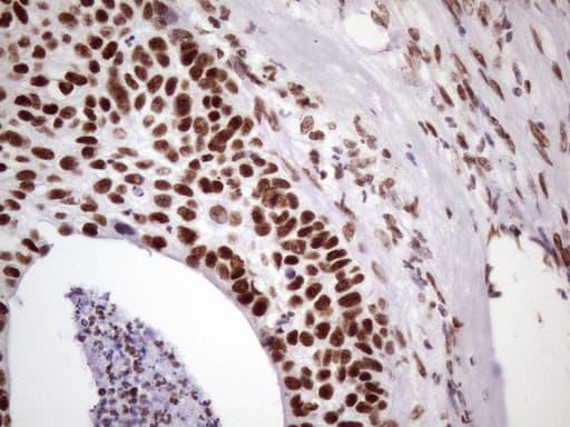 NUDT21 Antibody (aa2-227, clone OTI13H1, Carrier-free)