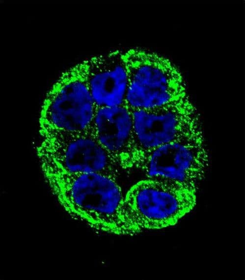YOD1 Antibody (aa319-347)