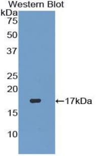 TGFB3 / TGF Beta3 Antibody (aa301-412)