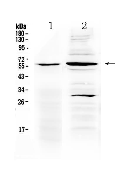 TNFRSF1A / TNFR1 Antibody