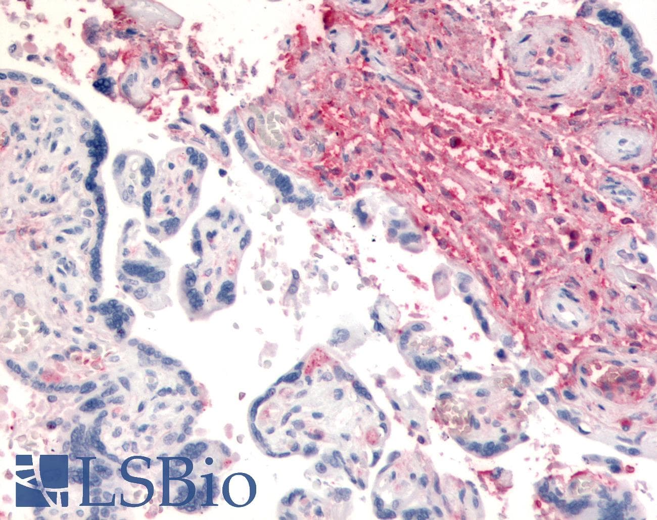 PathPlus™ DPP4 / CD26 Antibody (N-Terminus)