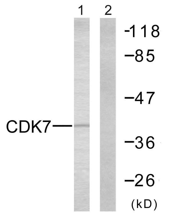 CDK7 Antibody