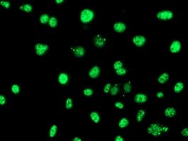 Monoclonal Mouse anti-Human SERPINB6 / PI-6 Antibody (clone OTI3H3, IF, WB)