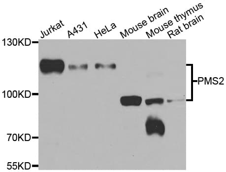 PMS2 Antibody