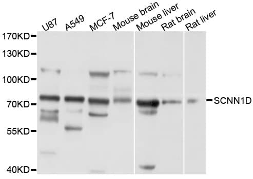 SCNN1D Antibody