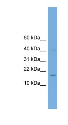 BHLHA9 Antibody (aa51-100)