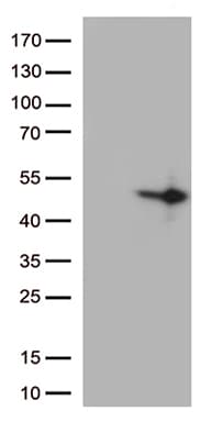 DUSP1 / MKP1 Antibody (clone OTI8A4, Carrier-free)