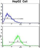 GCAT Antibody (aa155-181)