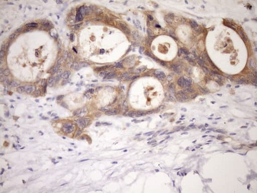 MST1 Antibody (aa194-462, clone OTI1A10, Carrier-free)