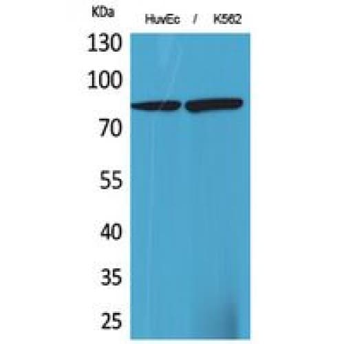 HSD17B4 Antibody (N-Terminal)