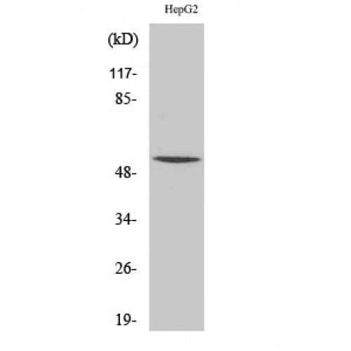 Polyclonal Rabbit anti-Human RXRG Antibody (140-220 aa, Internal, IHC, IF, WB)
