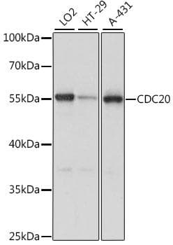 CDC20 Antibody