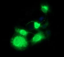 CD163 Antibody (clone OTI1H1, Carrier-free)