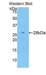 ABCG1 Antibody (aa79-312)