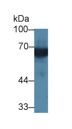 KNG1 / Kininogen / Bradykinin Antibody (Cy3)