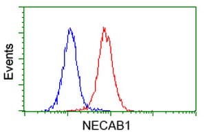 Monoclonal Mouse anti-Human NECAB1 Antibody (clone OTI2H5, WB)