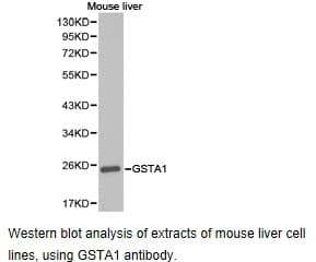 GSTA1 Antibody