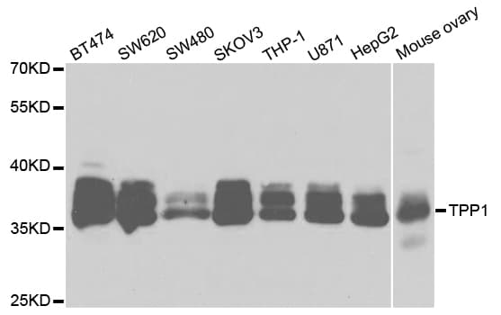 TPP1 / CLN2 Antibody
