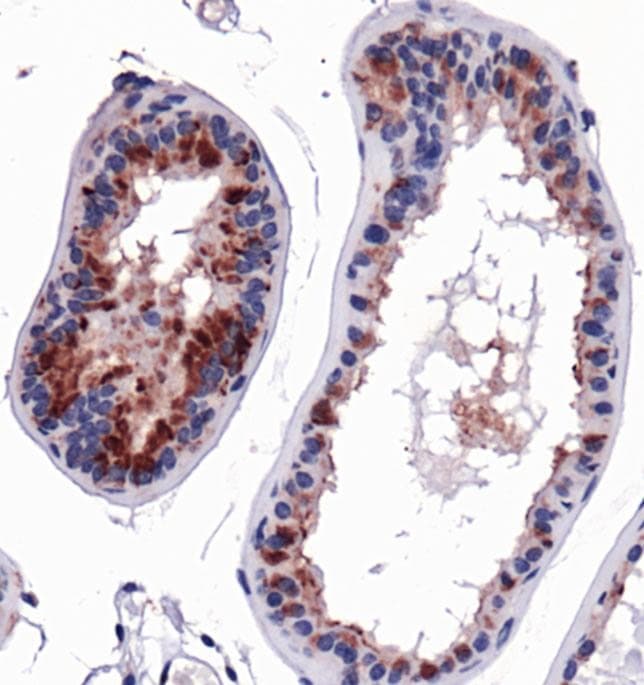 HSP90AB1 / HSP90 Alpha B1 Antibody