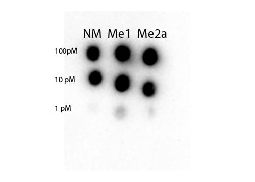 STAT3 Antibody