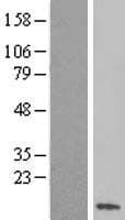 SS18L2 Protein (Over-Expression Lysate Myc-DDK (Flag))
