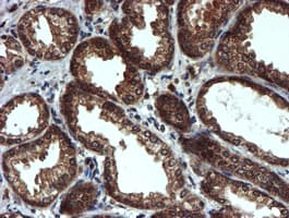 PSMA6 Antibody (clone OTI4C9, Carrier-free)