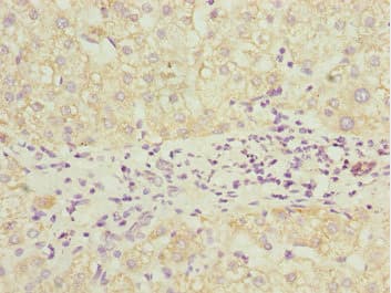 PDCD2L Antibody