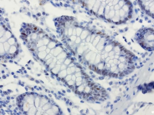 XRCC1 Antibody (clone UMAB40, Carrier-free)