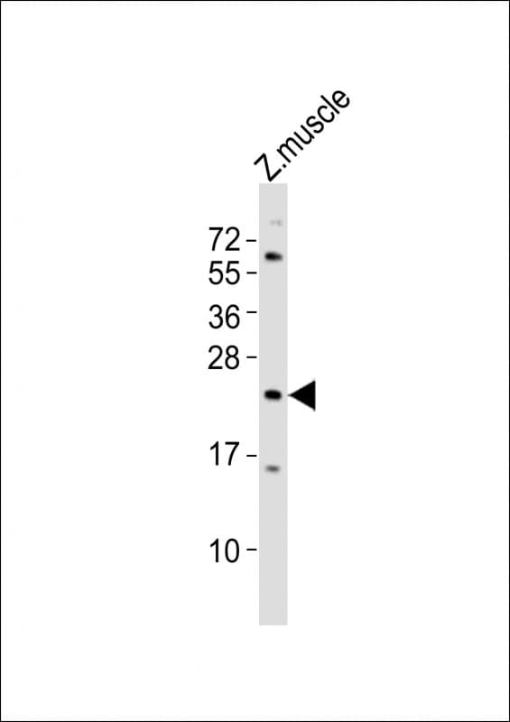 TMEM208 Antibody (aa92-124)