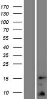 TOMM5 Protein (Over-Expression Lysate Myc-DDK (Flag))