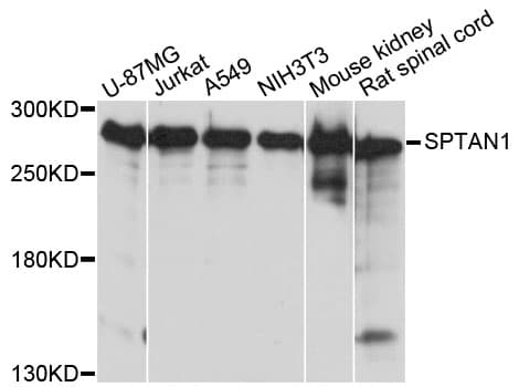 SPTAN1 / Alpha Fodrin Antibody
