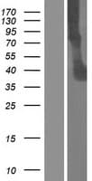 ITLN2 / Intelectin 2 Protein (Over-Expression Lysate Myc-DDK (Flag))