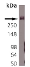 BSN / Bassoon Antibody (clone SAP7F407)