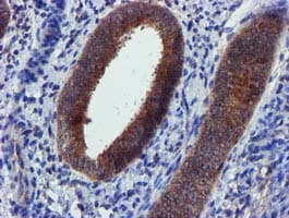 PYCRL Antibody (clone OTI3E1, Carrier-free)