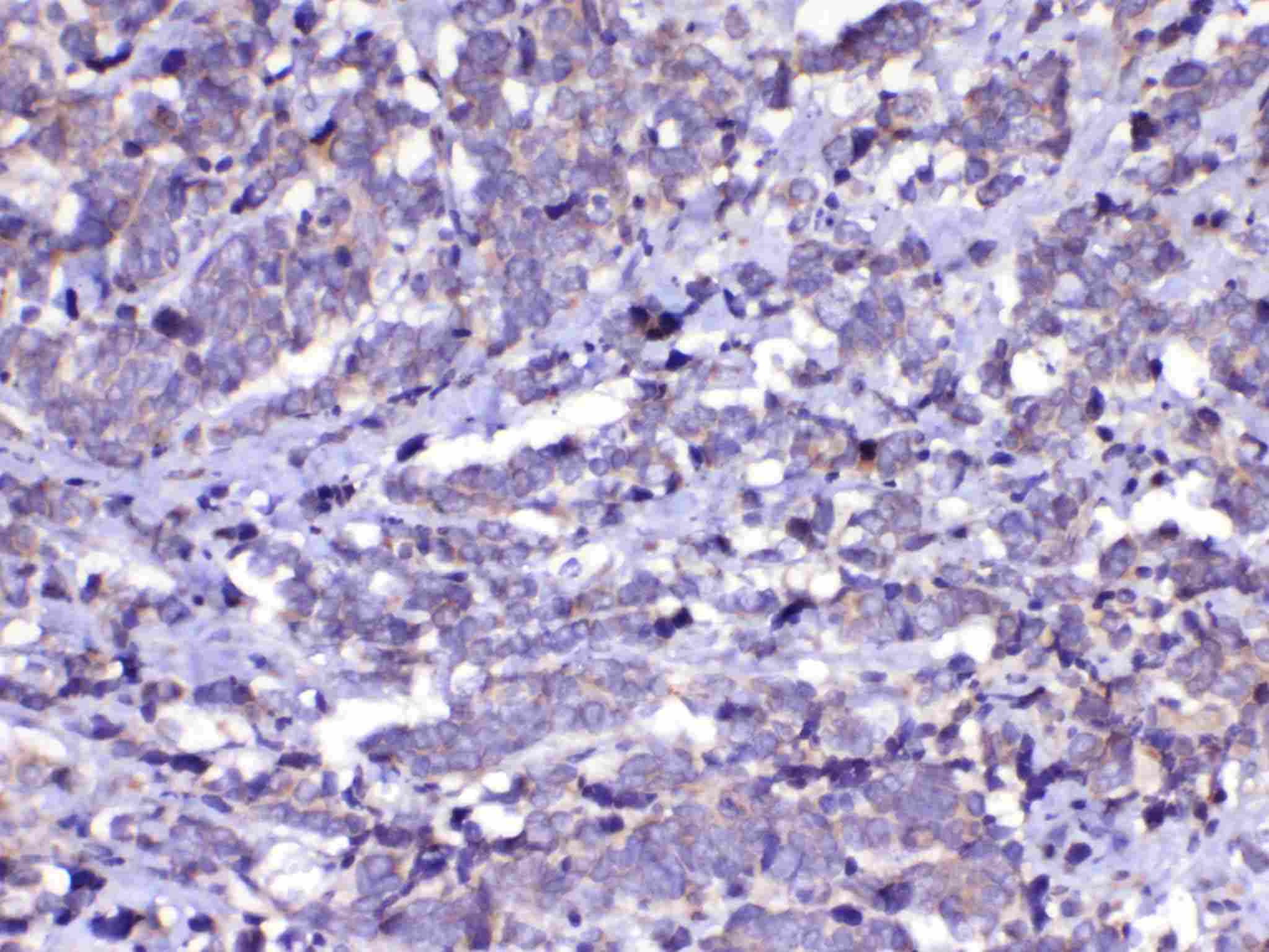CDC20 Antibody