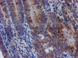 SPATC1L / C21orf56 Antibody (clone OTI1H6)