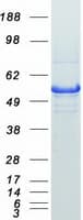 Human AUTL1 / ATG4C Protein (Recombinant Myc-DDK (Flag))