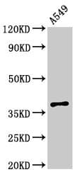 MPRG / PAQR5 Antibody