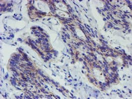 LRRC25 Antibody (clone OTI1D4)