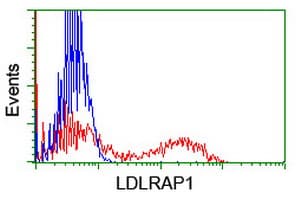 ARH / LDLRAP1 Antibody (clone OTI5A12)