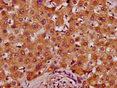 PREPL Antibody
