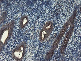 SKIL / SNO / SnoN Antibody (clone OTI1A6)
