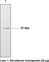 IHC-plus™ Polyclonal Rabbit anti-Human PPARG / PPAR Gamma Antibody (aa82-101, IHC, WB)