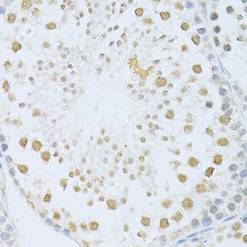 POLR2A / RNA polymerase II Antibody