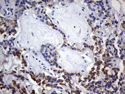 ISCU Antibody (clone OTI4F5)