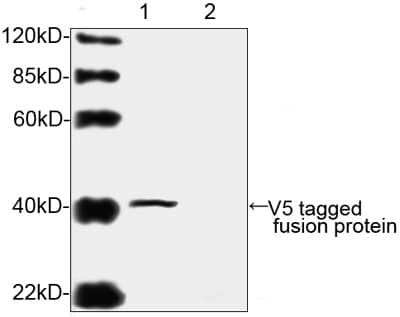 V5 Tag Antibody (clone 4C12E11)
