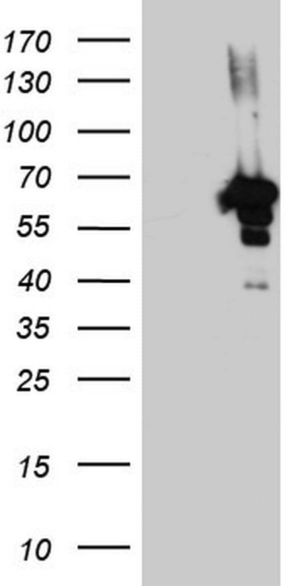 Monoclonal Mouse anti-Human ZNF500 Antibody (clone OTI3G4, aa102-325, WB)